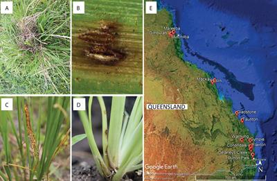 The diversity of microfungi associated with grasses in the Sporobolus indicus complex in Queensland, Australia